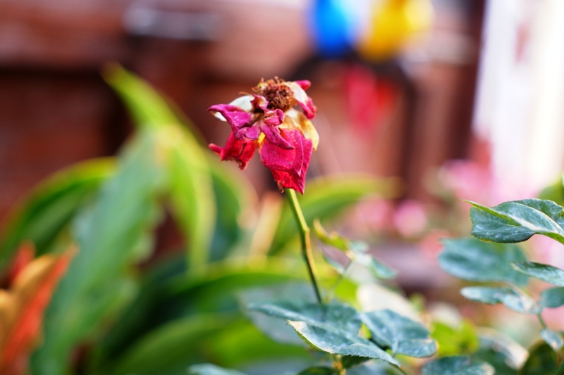 SMC-PENTAX-M 50MM.F2