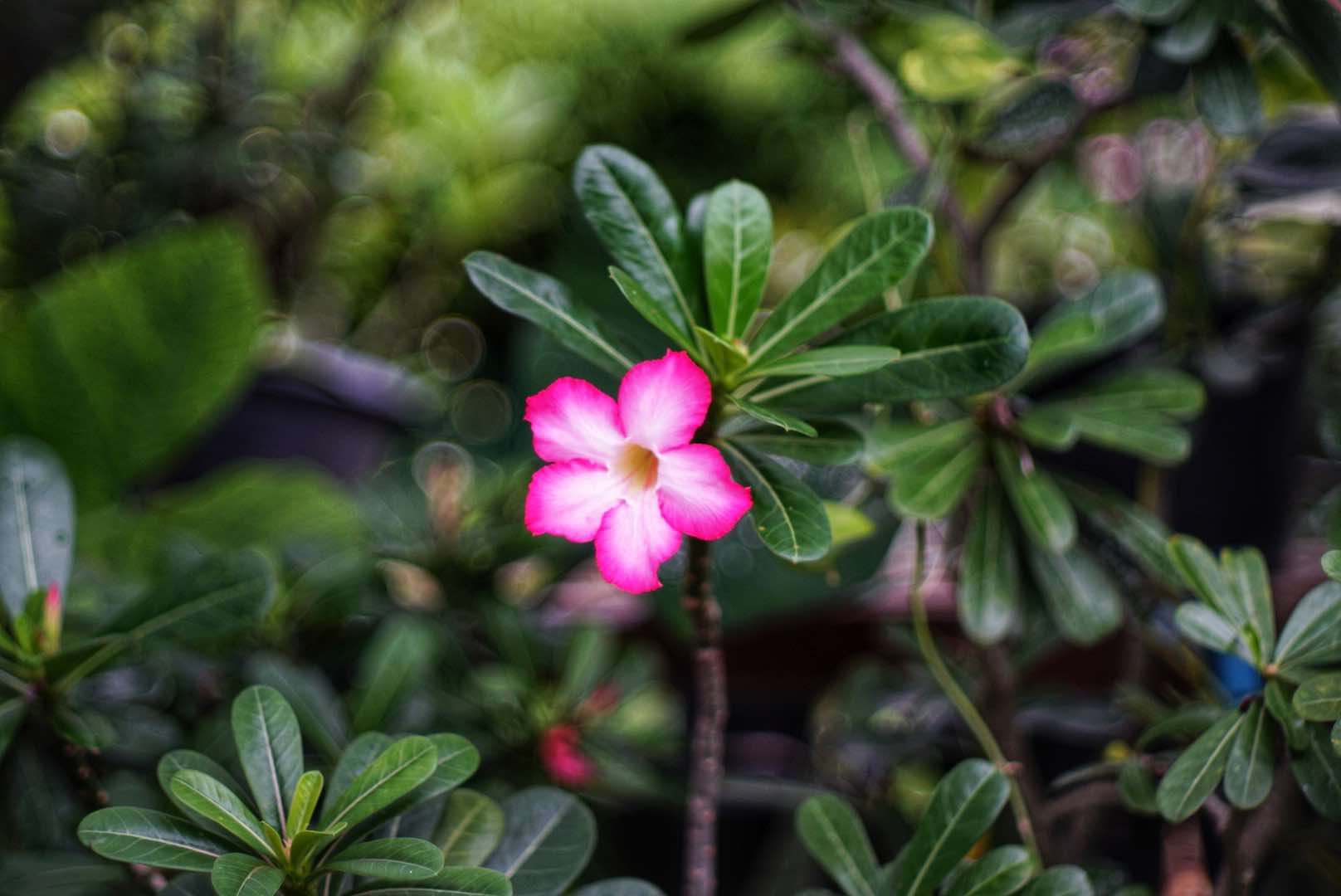 KONICA HEXANON 45MM.F1.6 MODIFIED M39 MOUNT