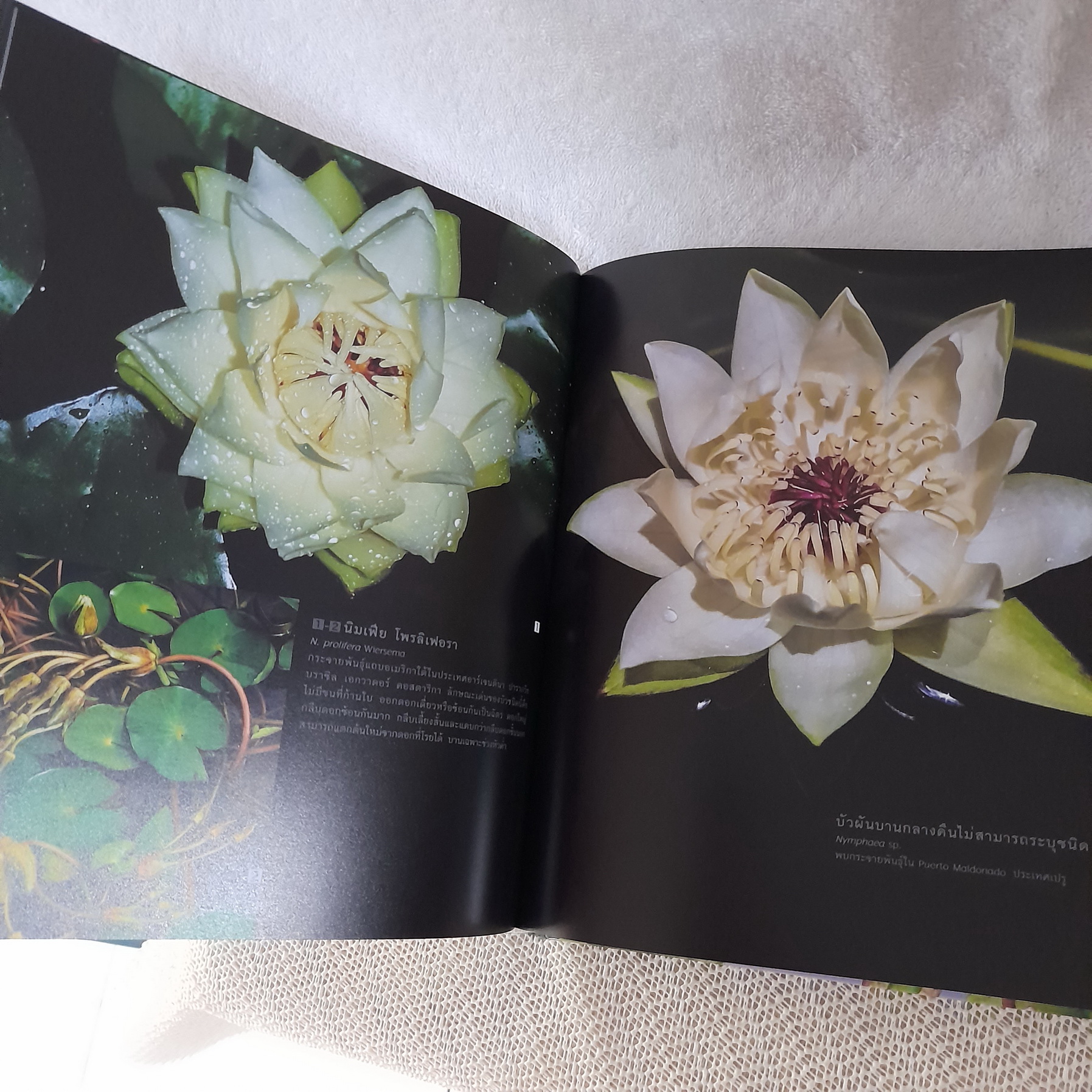 บัว Waterlilies & Lotus (ปกแข็ง) / วีระประวัติ ตรีสุวรรณ - ภวพล ศุภนันทนานนท์