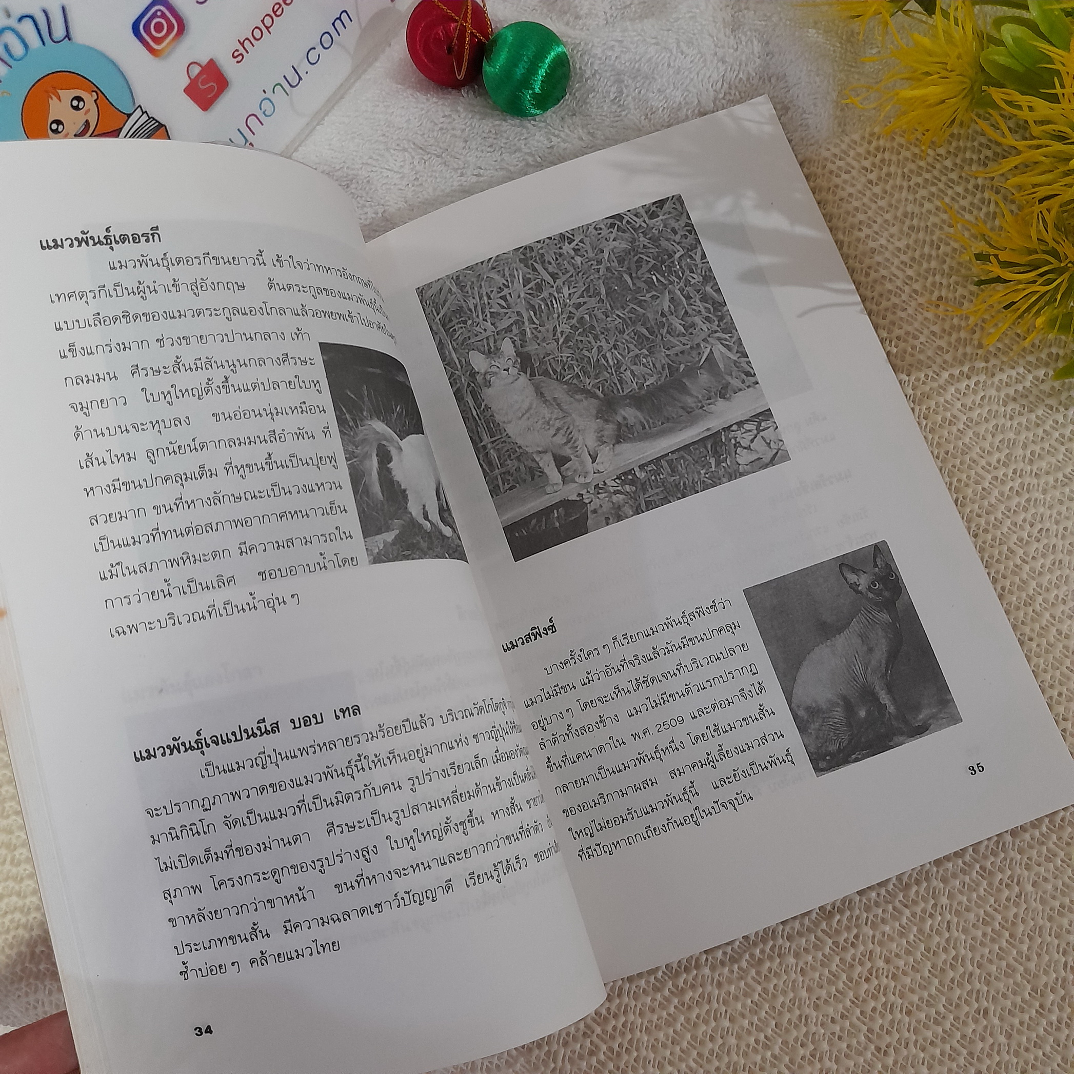 การเลี้ยงแมว / บัณฑิตย์ สุริยพันธ์