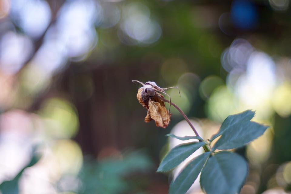 KONICA HEXANON 52MM.F1.8 AR MOUNT