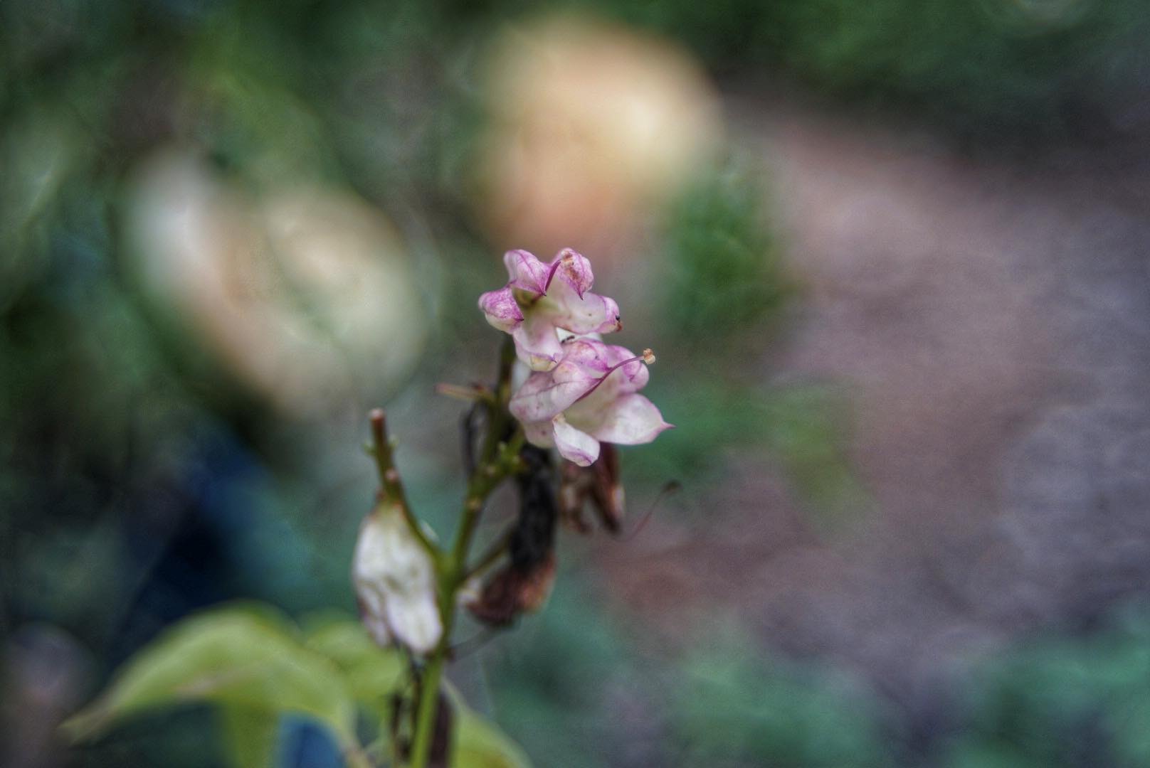 RMC TOKINA II 28-70MM. F3.5-4.5 MACRO NIKON AIS MOUNT