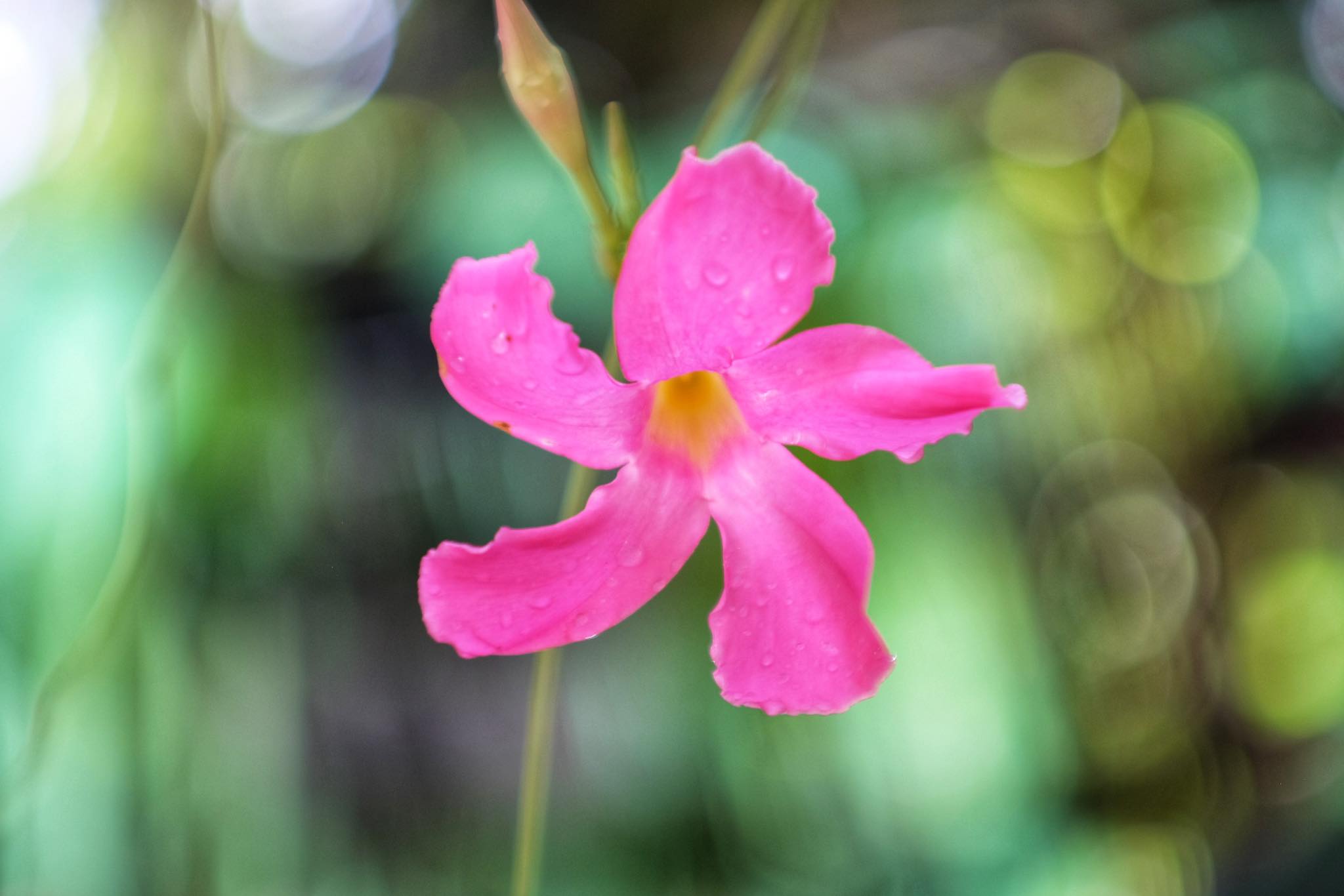 SUPER TAKUMAR 55MM.F1.8 M42 MOUNT
