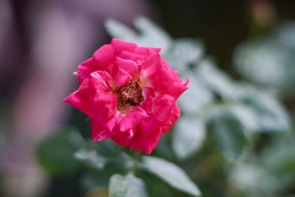 Super Takumar 55mm. F1.8 M42 mount