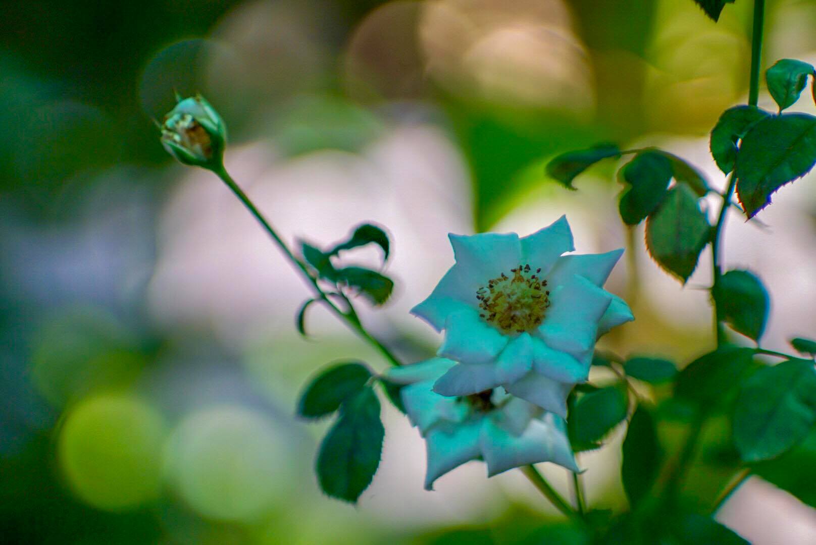 JUPITER-9 85MM.F2 M42 MOUNT