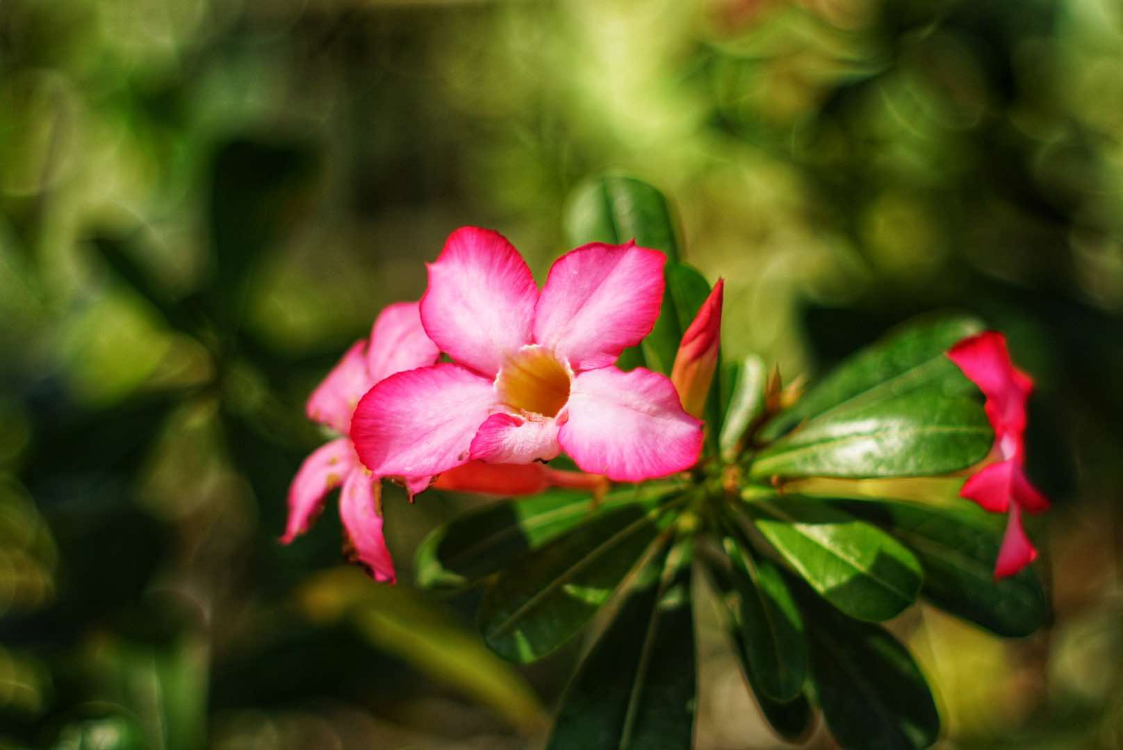 SMC TAKUMAR 55MM.F1.8 M42 MOUNT