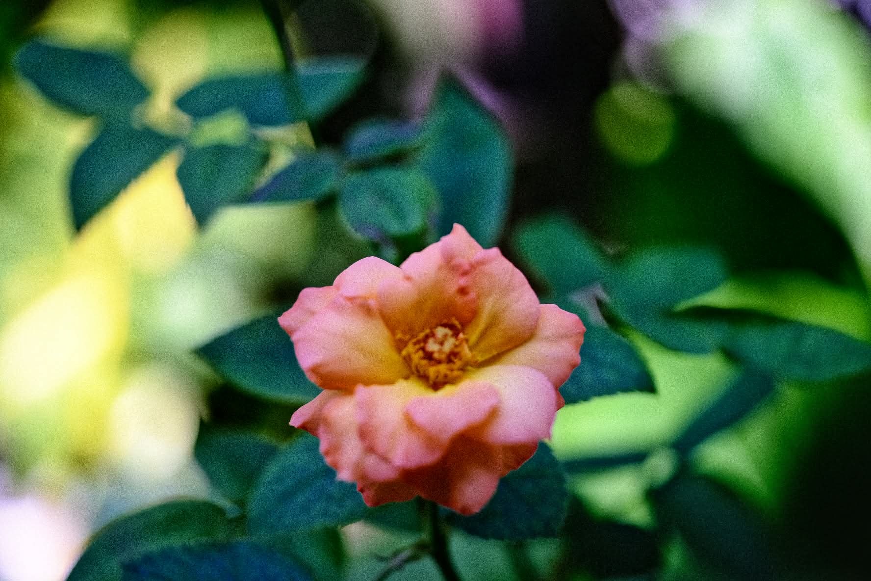 NIKON MICRO-NIKKOR 55MM.F2.8 AIS MOUNT