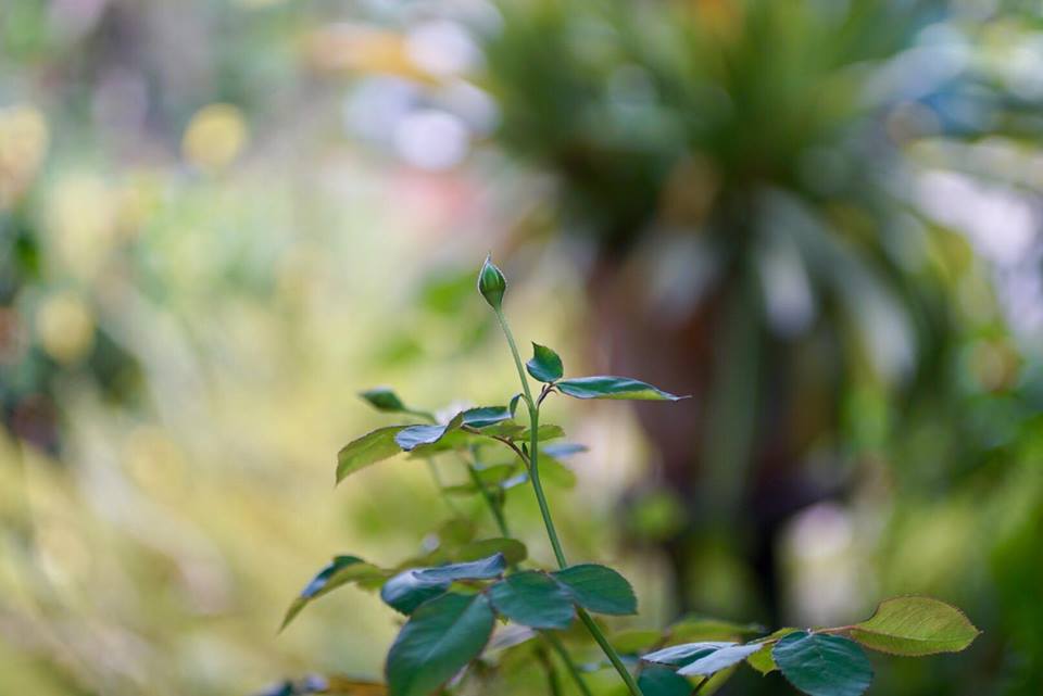 CANON COMPACT-MACRO LENS EF 50MM.F2.5