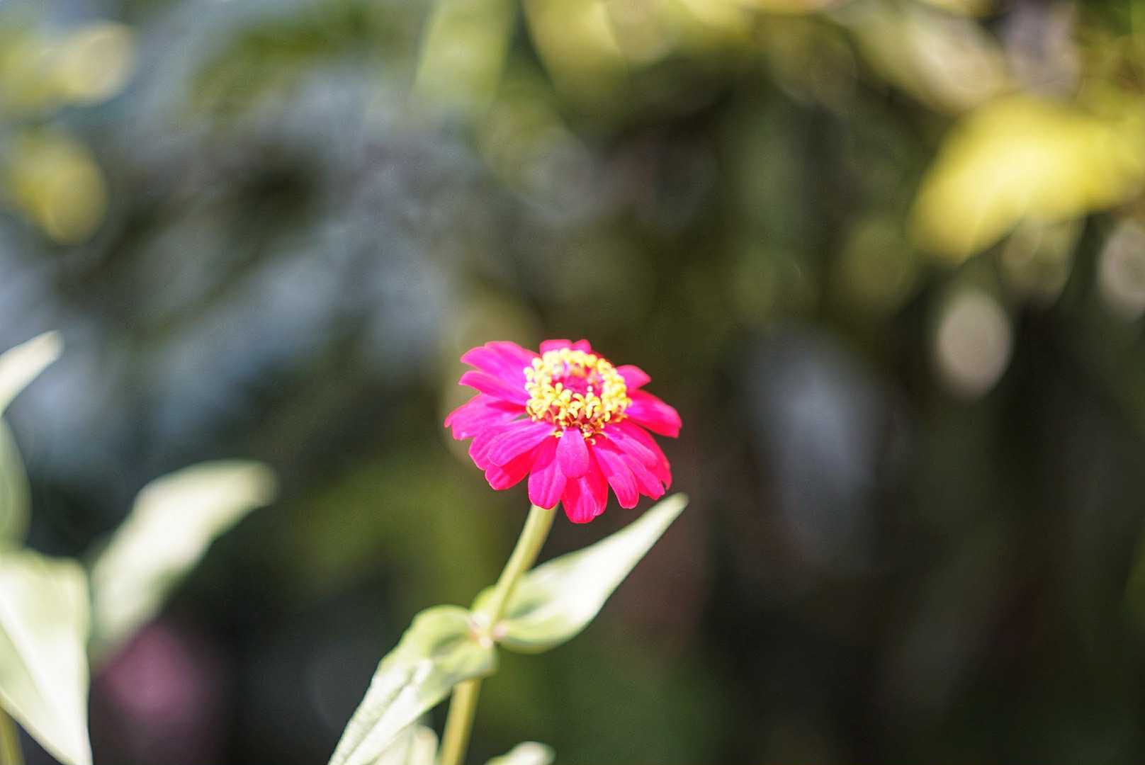 HELIOS-44M 58MM.F2 M42 MOUNT