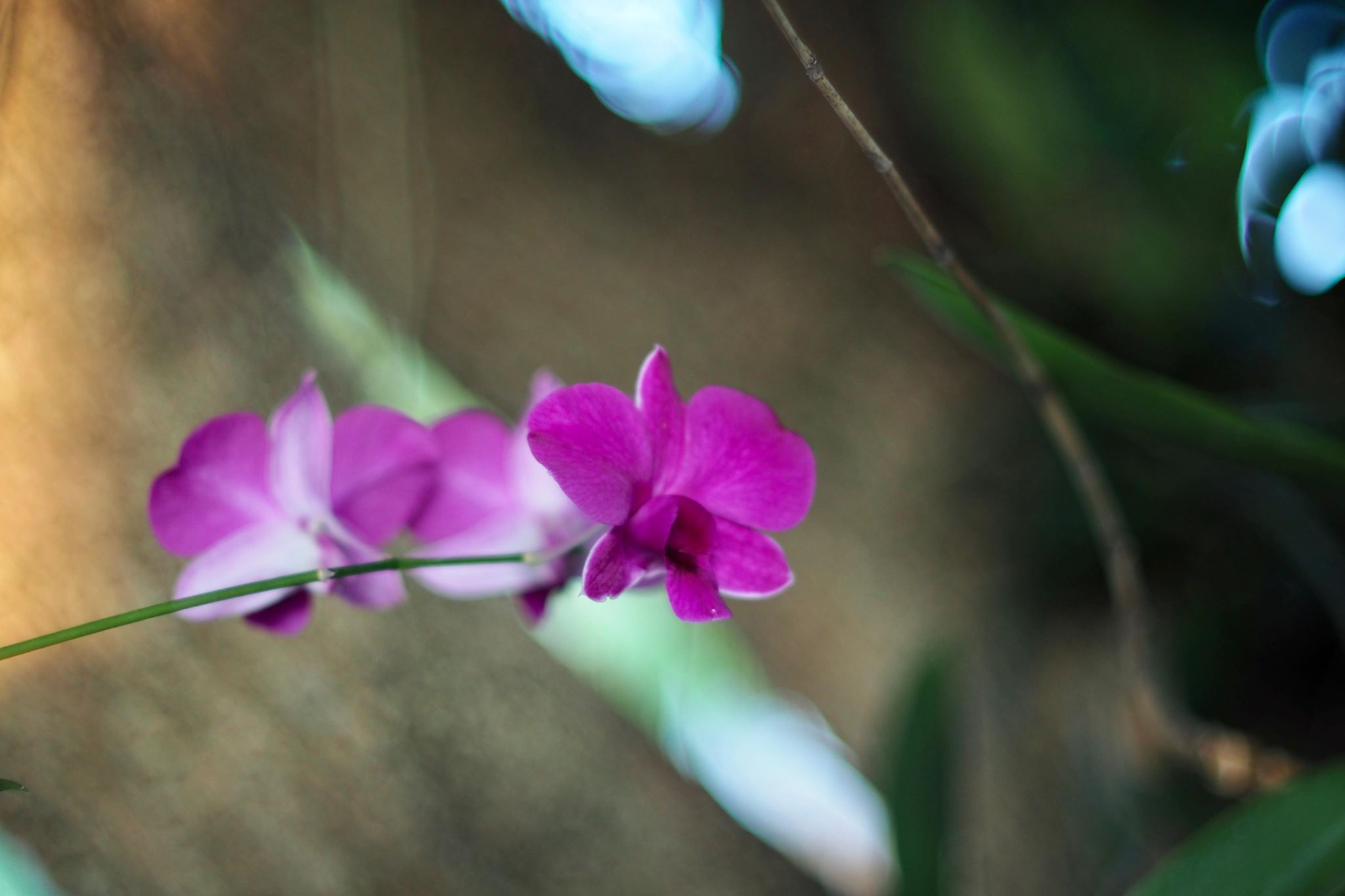 MC ZENITAR-M 50MM.F1.9 M42 MOUNT