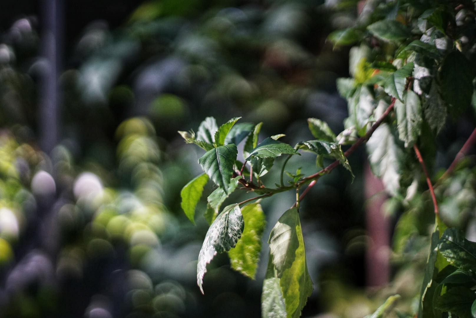 OLYMPUS OM-SYSTEM F.ZUIKO AUTO-S 50MM.F1.8 OM MOUNT