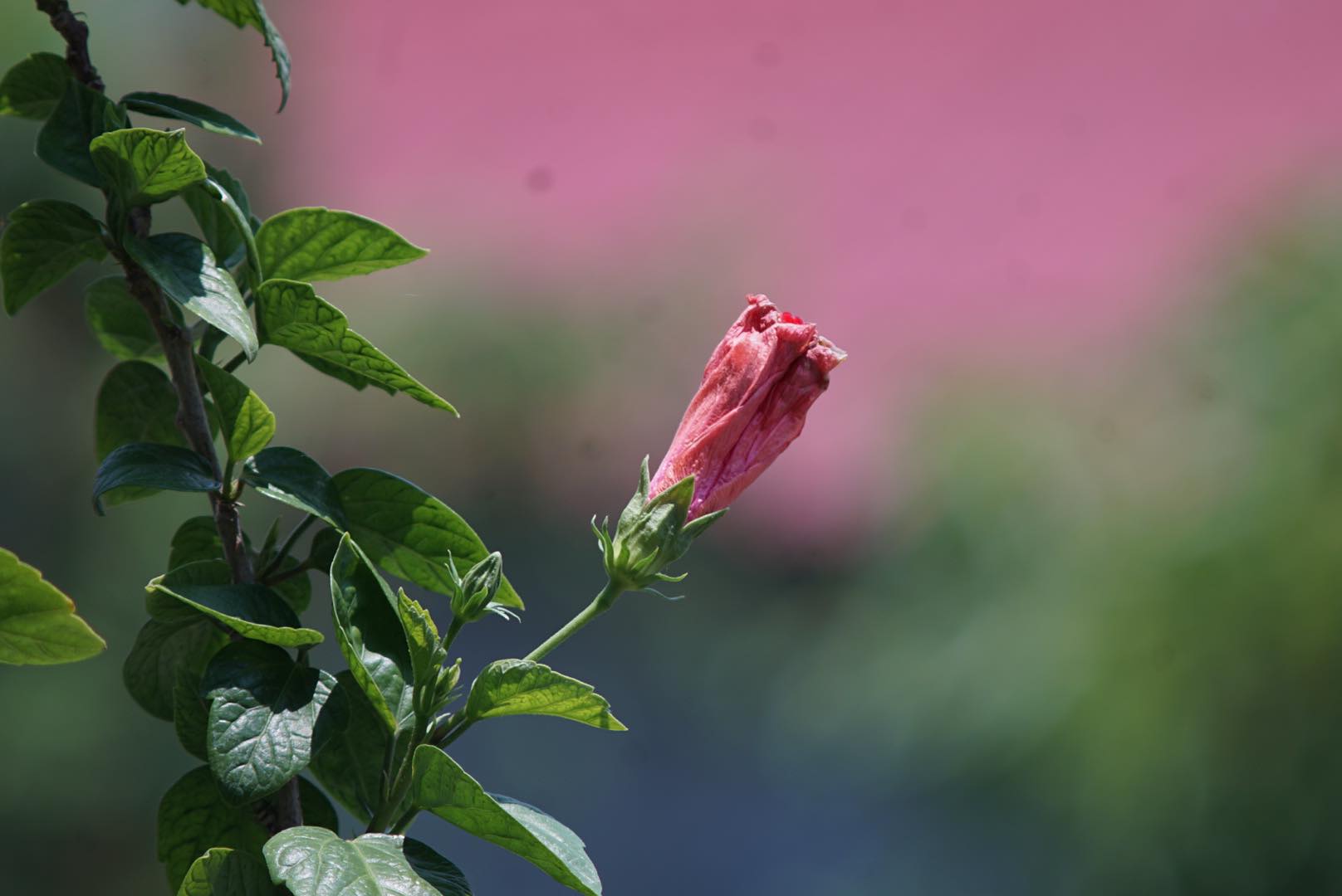 TELE-TAKUMAR 200MM.F5.6 M42 MOUNT