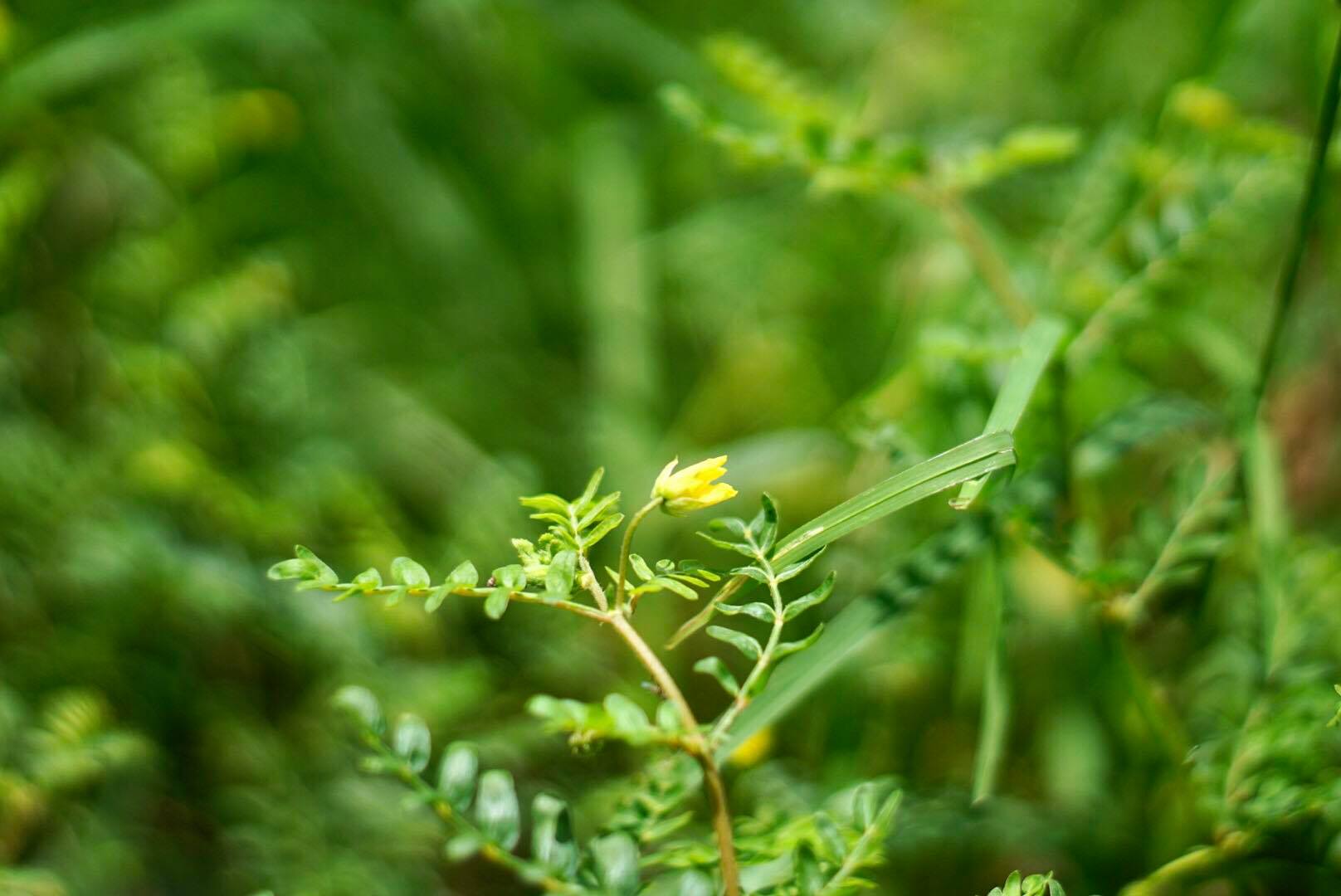 MINOLTA MC ROKKOR-PF 55MM F1.7 MD MOUNT
