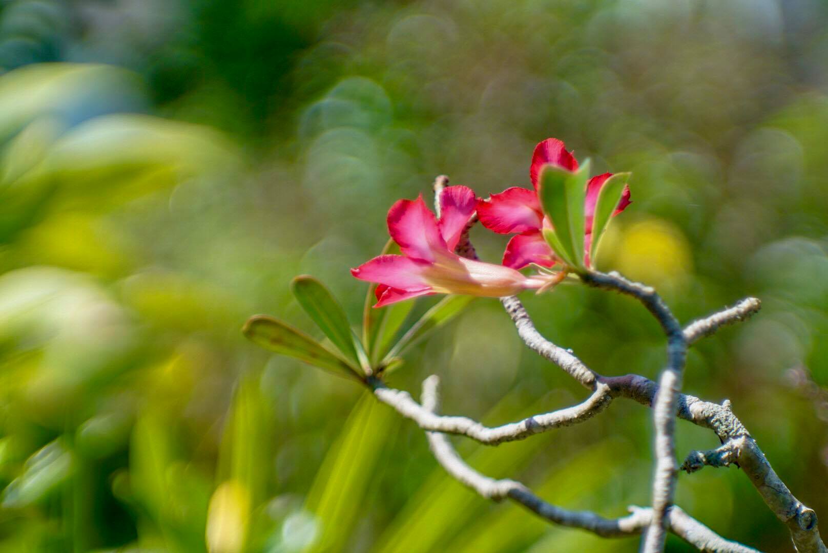 JUPITER-9 85MM.F2 M42 MOUNT