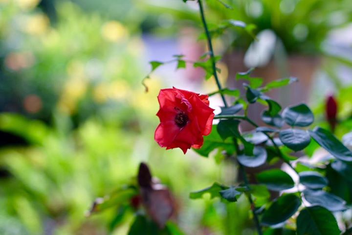 CANON LENS FD 50MM.F1.4 SILVER NOSE FD MOUNT