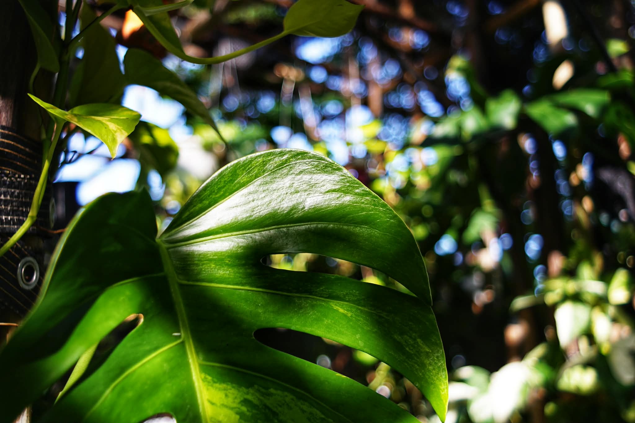 PENTACON PRAKTICAR 28MM.F2.8 MC PB MOUNT