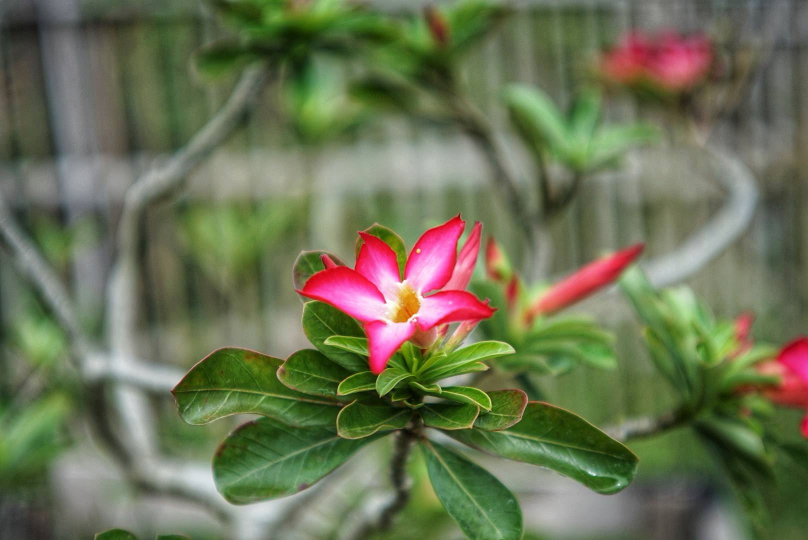 OLYMPUS G.ZUIKO 42MM.F1.7 MODIFIED M39 MOUNT