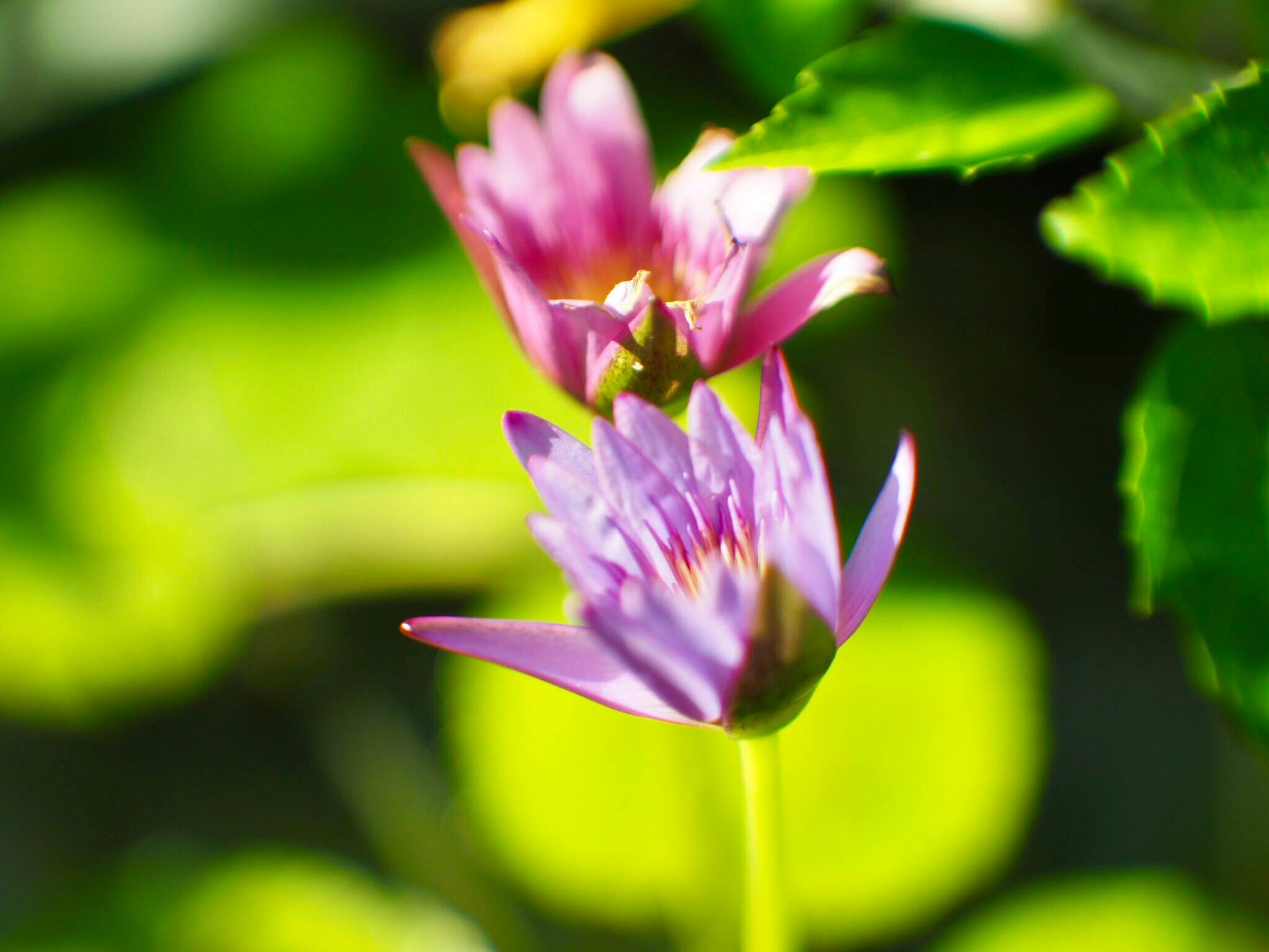 16KP-50MM.F1.2 MODIFLY M4/3 MOUNT