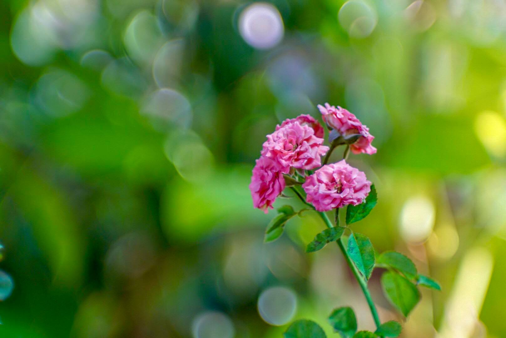 JUPITER-9 85MM.F2 M42 MOUNT