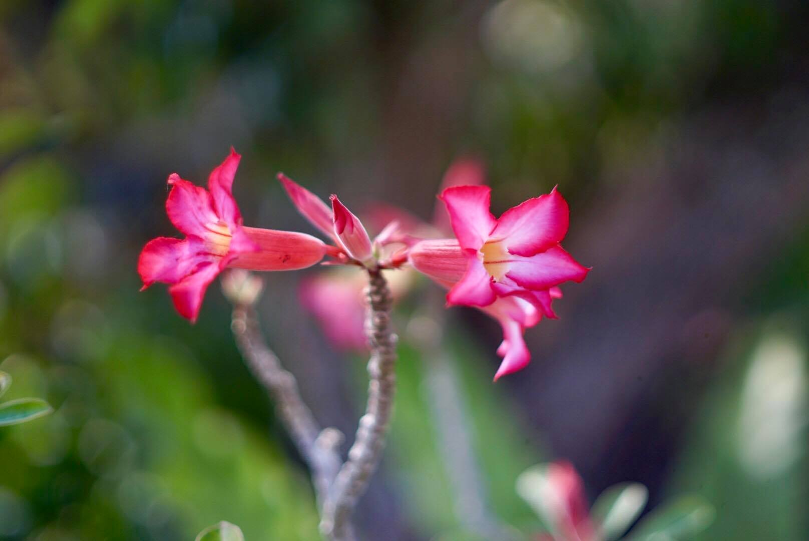 CANON LENS FD 50MM.F1.4 SIVER NOSE