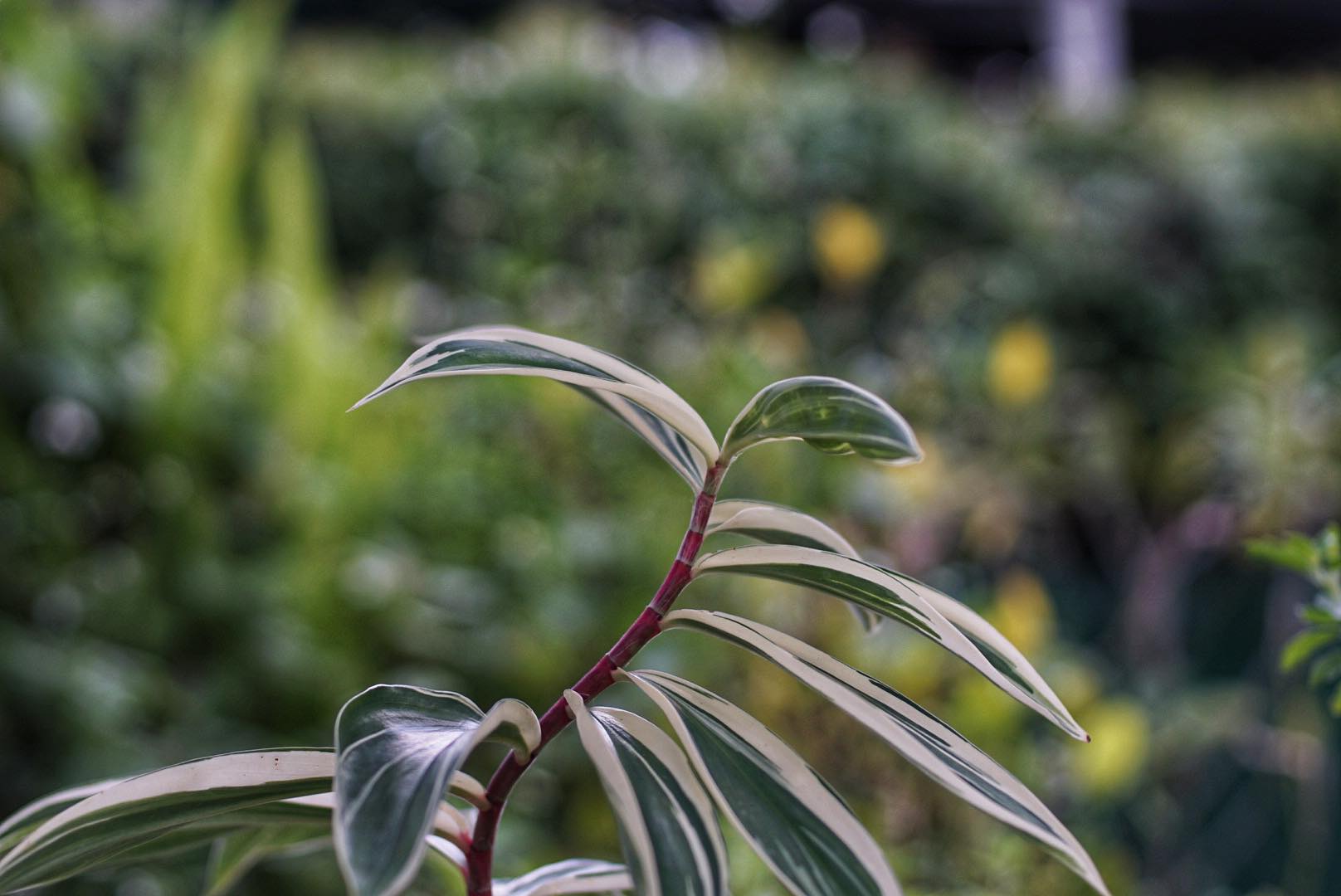 NIKON AF NIKKOR 50MM.F1.4D AIS MOUNT(NO.2)