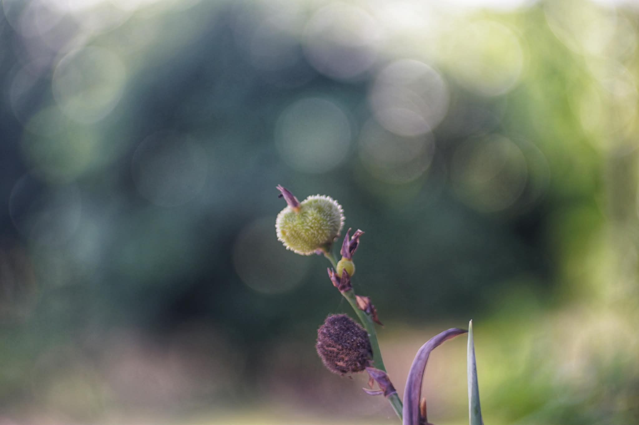 KOWA SUPER PROMINAR 63.5MM.F1.9 MODIFIED SONY E MOUNT