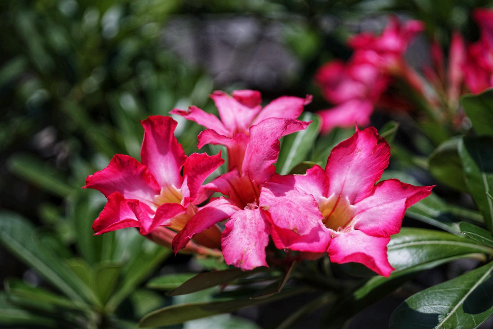 NIKON EL-NIKKOR 50MM.F4 MODIFIED SONY E MOUNT