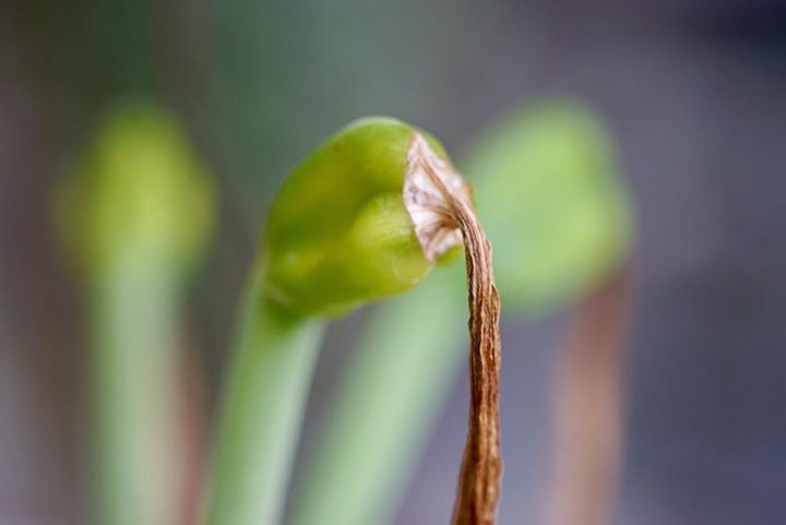 MINOLTA MC MACRO ROKKOR 50MM. F3.5 MD MOUNT