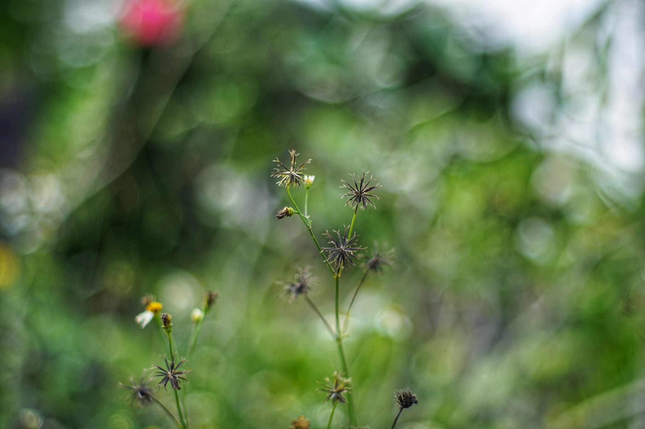 SMC PENTAX 50MM.F1.4 PK MOUNT