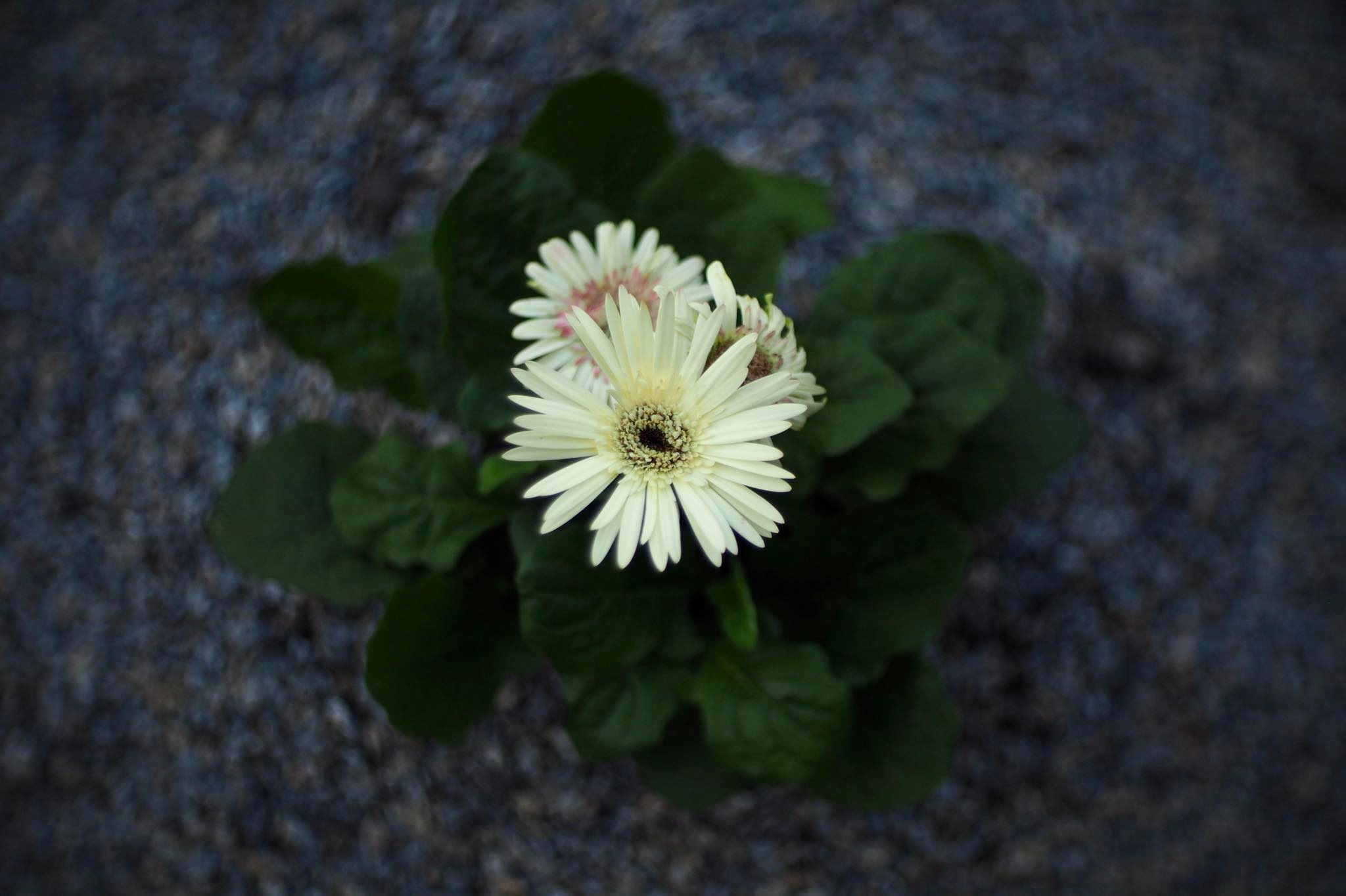 16KP-35MM.F1.2 FOR M4/3 MOUNT