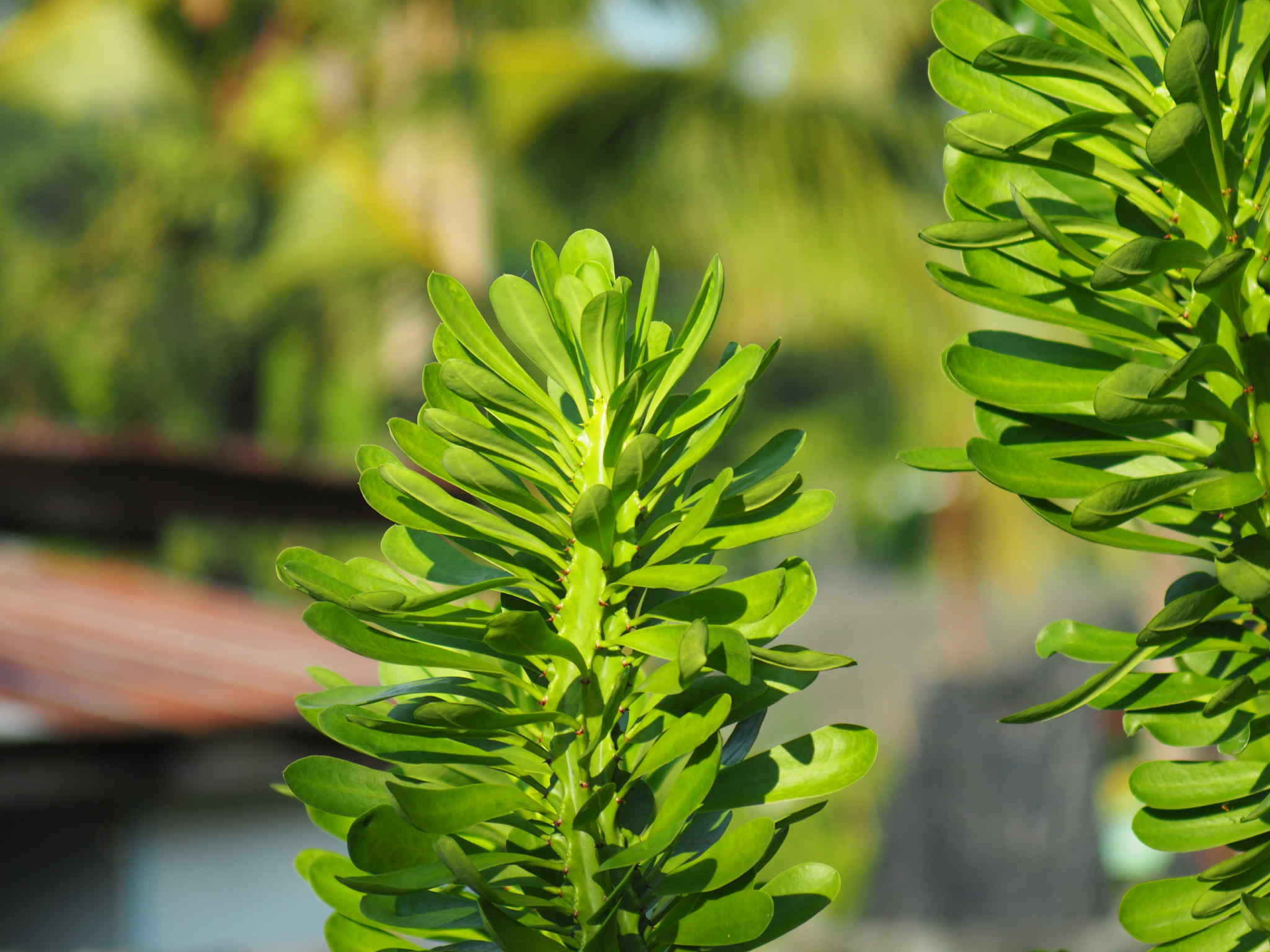 CANON ZOOM LENS FD 70-150MM.F4.5 FD MOUNT