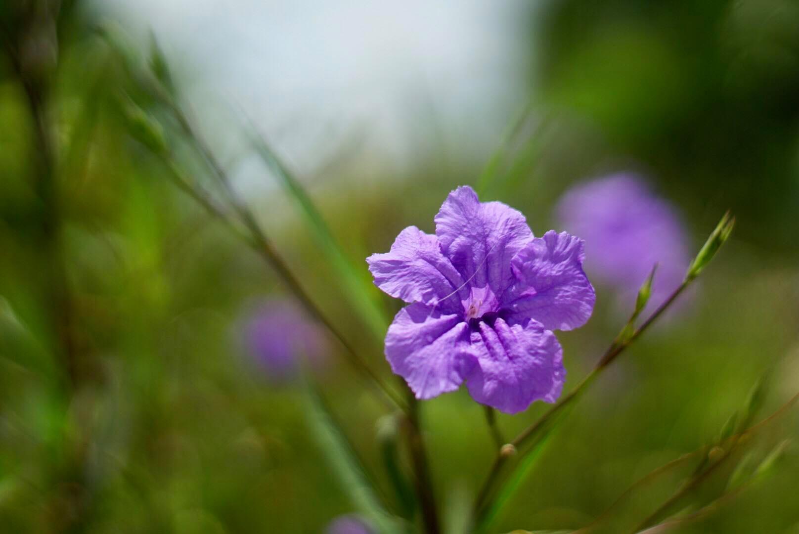 MINOLTA MC ROKKOR-PF 55MM F1.7 MD MOUNT