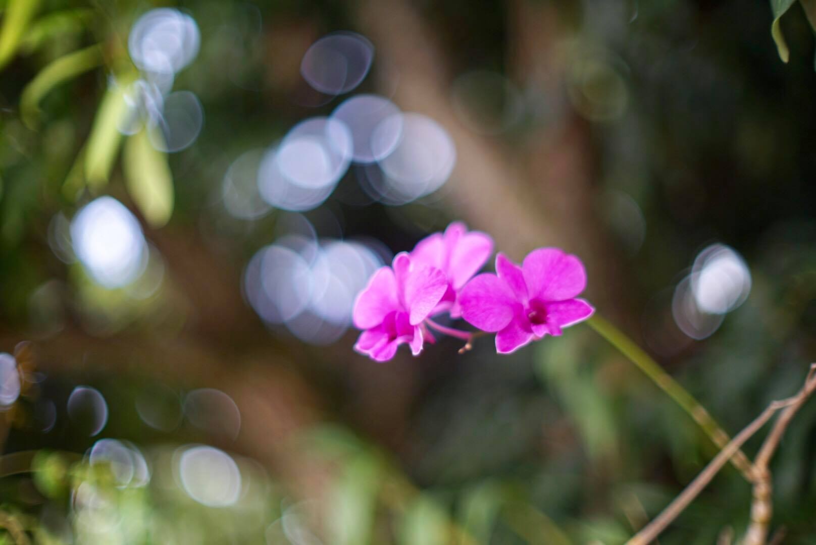 NIKON NIKKOR-S.C AUTO 55MM.F1.2 NIKON NON AI MOUNT