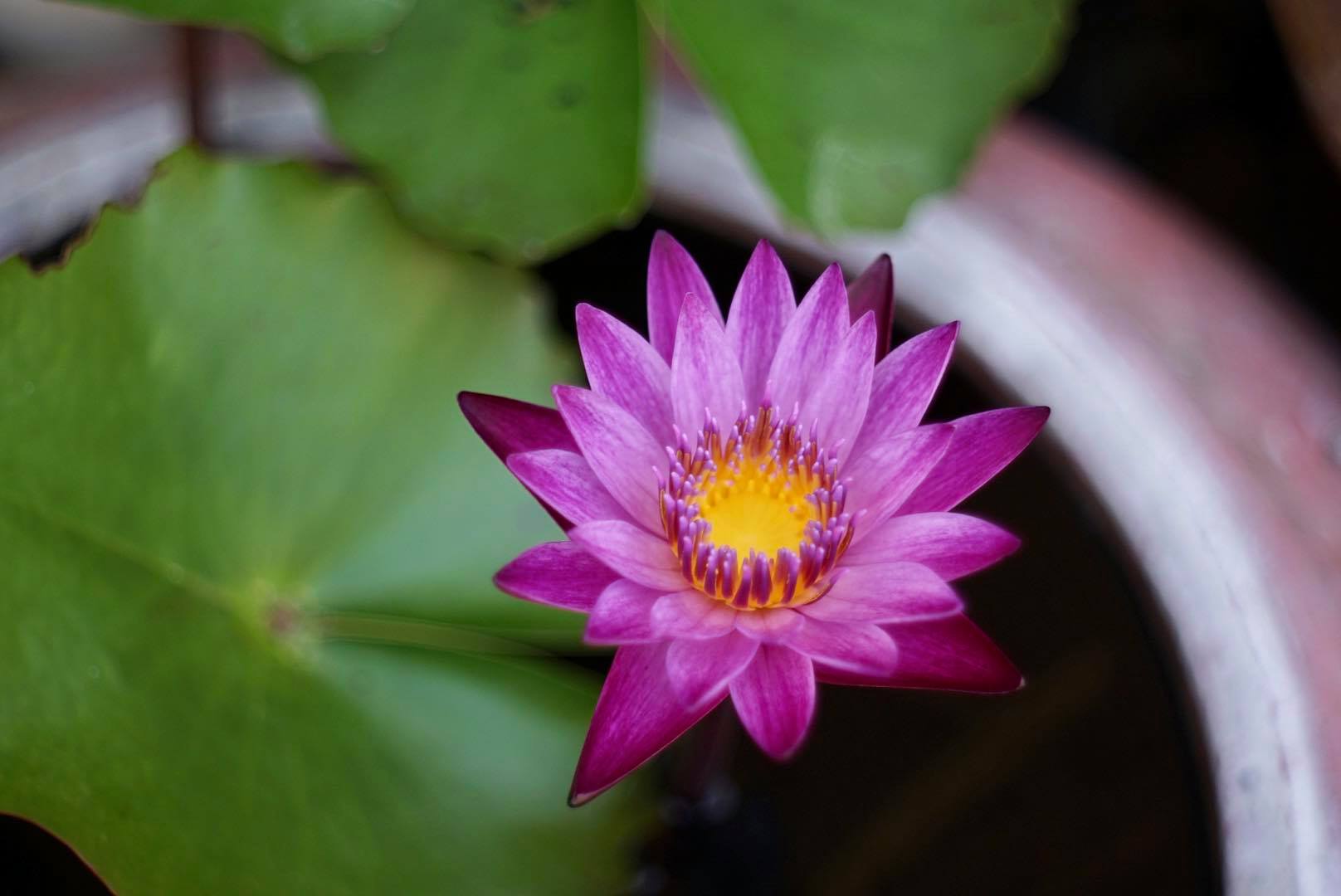 KONISHIROKU HEXANON 47MM.F1.9 MODIFIED SONY E MOUNT