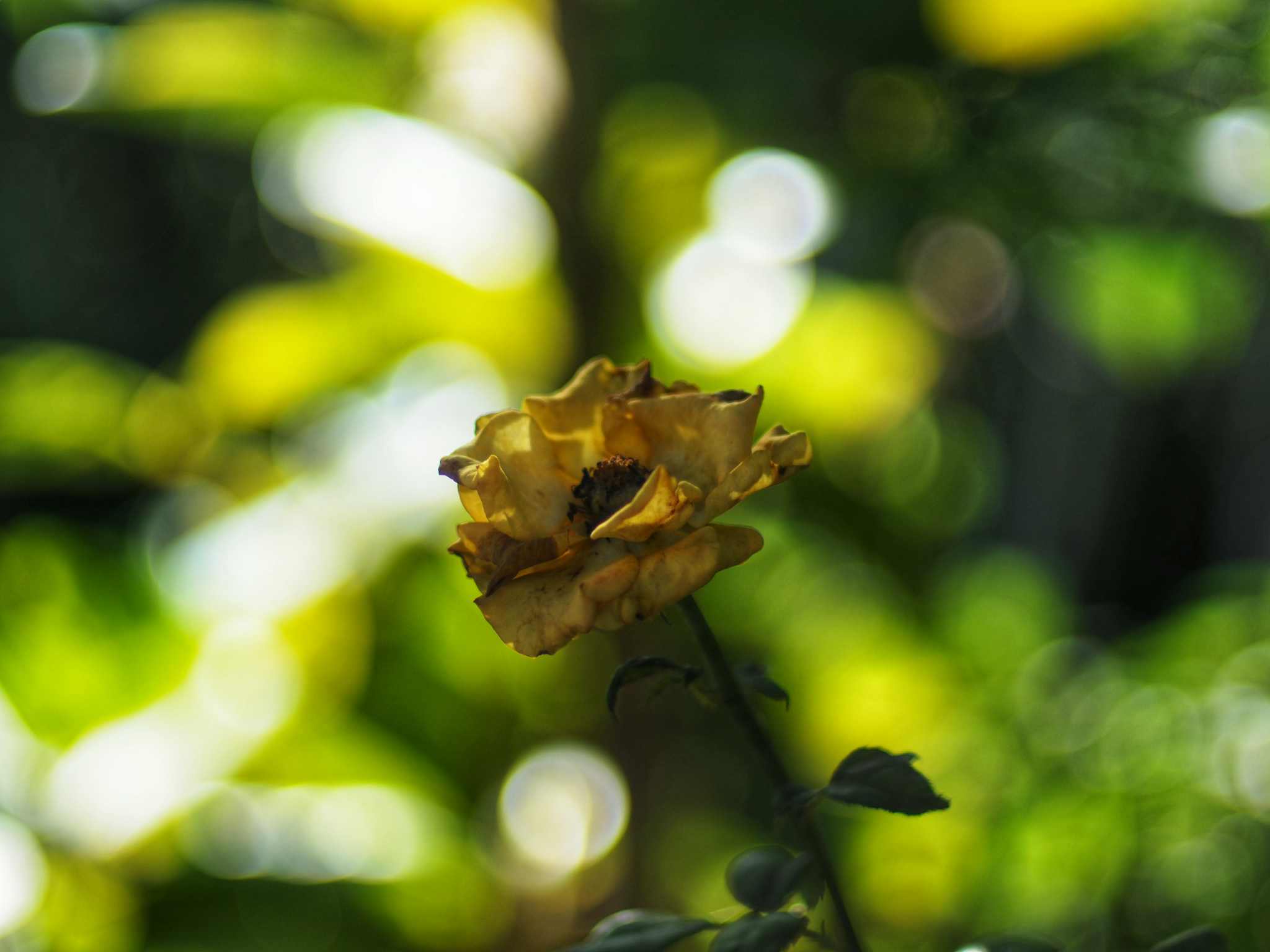 YASHICA ML 50MM.F1.4 CY MOUNT