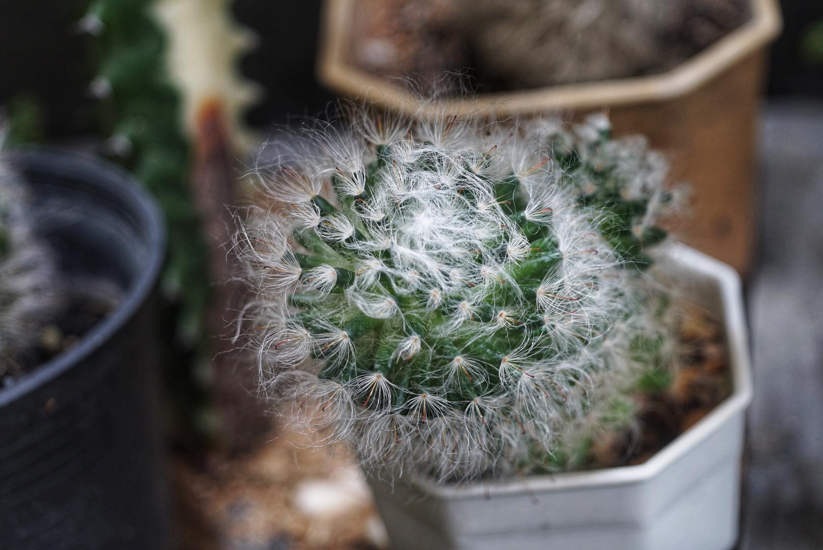 NIKON EL-NIKKOR 50MM.F4 MODIFIED SONY E MOUNT