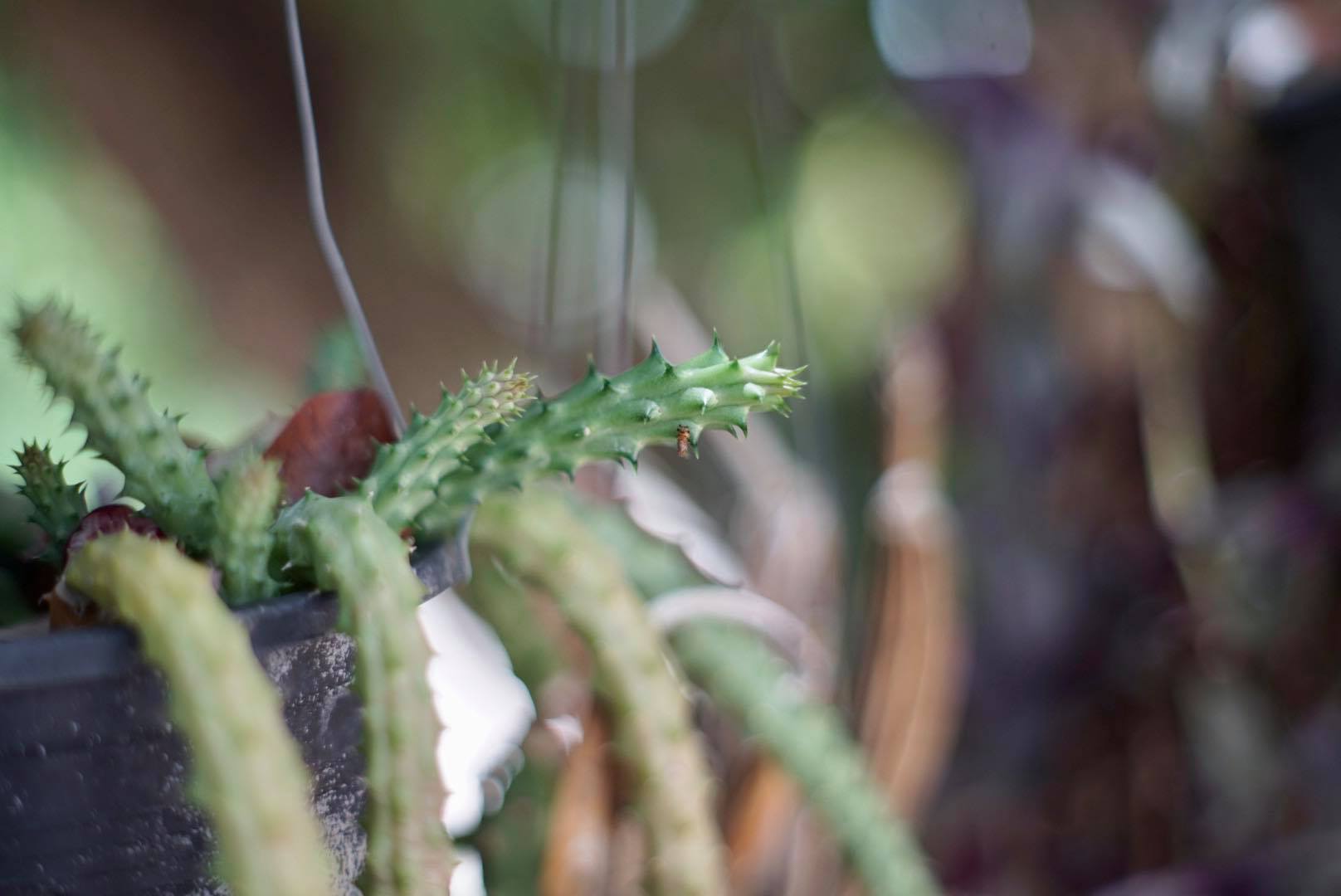 SUPER TAKUMAR 55MM.F1.8 M42 MOUNT
