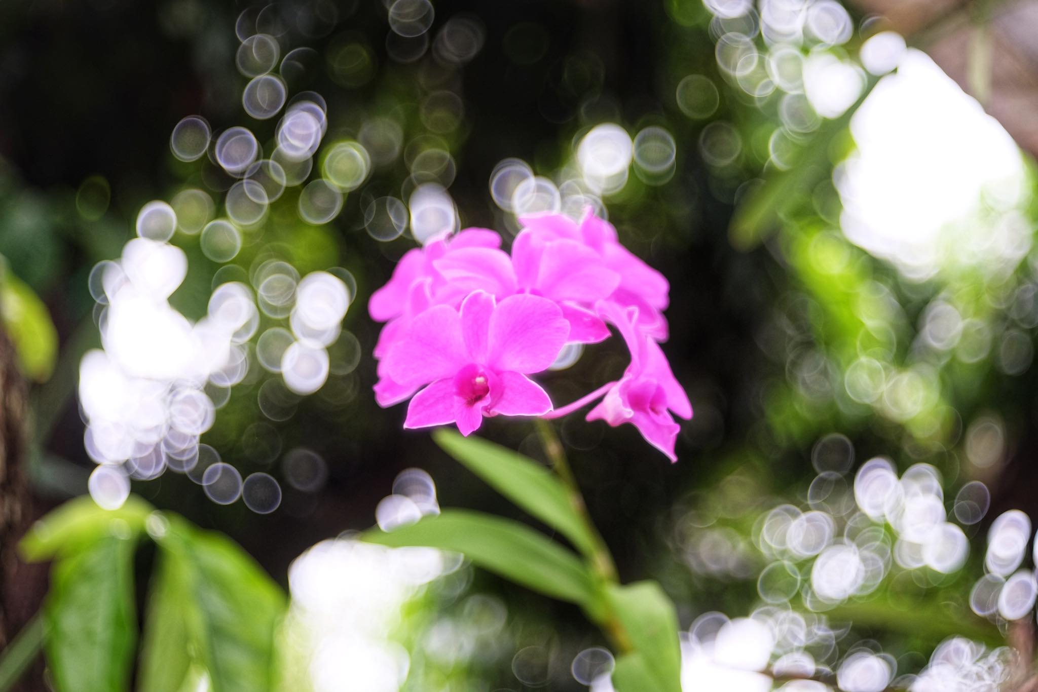 CANON LENS P 50MM.F2.5 MODIFIED M42 MOUNT