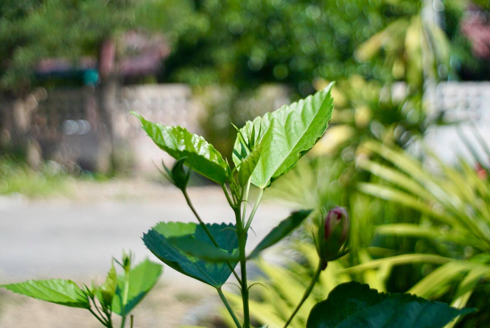 PENTACON AUTO 29MM.F2.8 MC M42 MOUNT