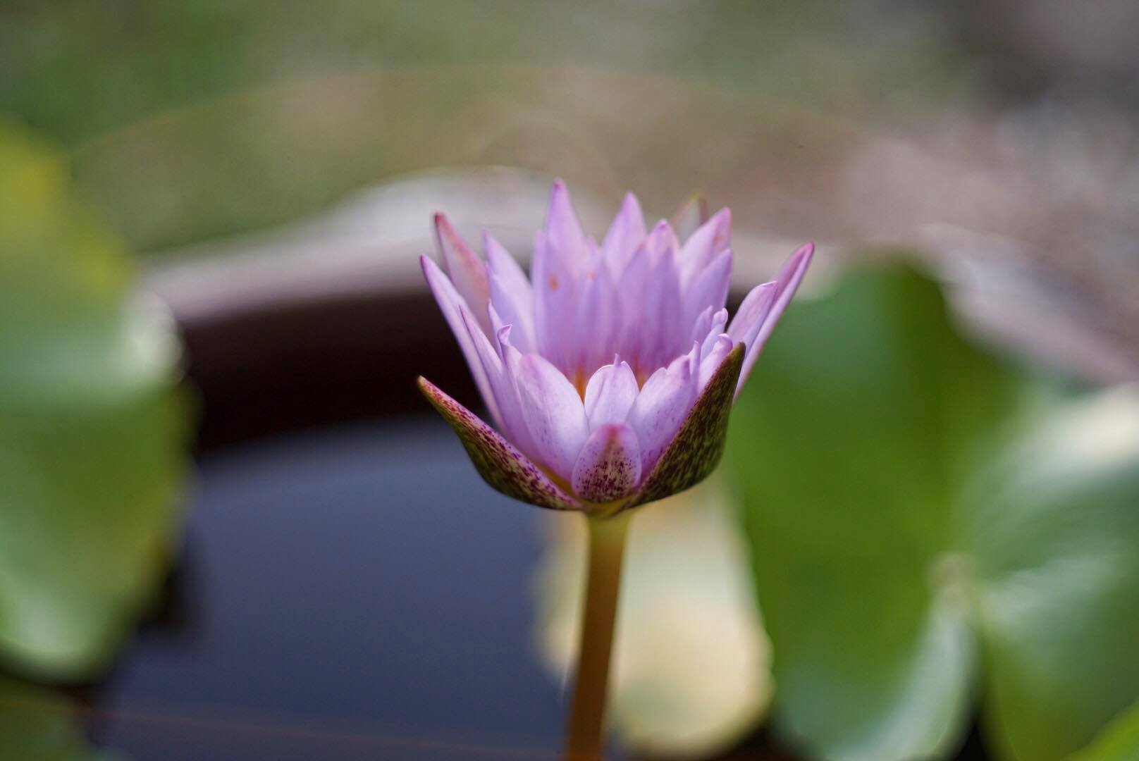 KONICA HEXANON AR 52MM. F1.8