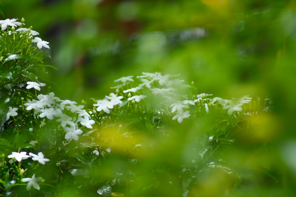 SUN HI TELE ZOOM LENS 85-210MM.F4.8 MD MOUNT