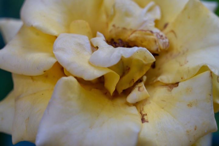 MINOLTA MC MACRO ROKKOR 50MM. F3.5 MD MOUNT
