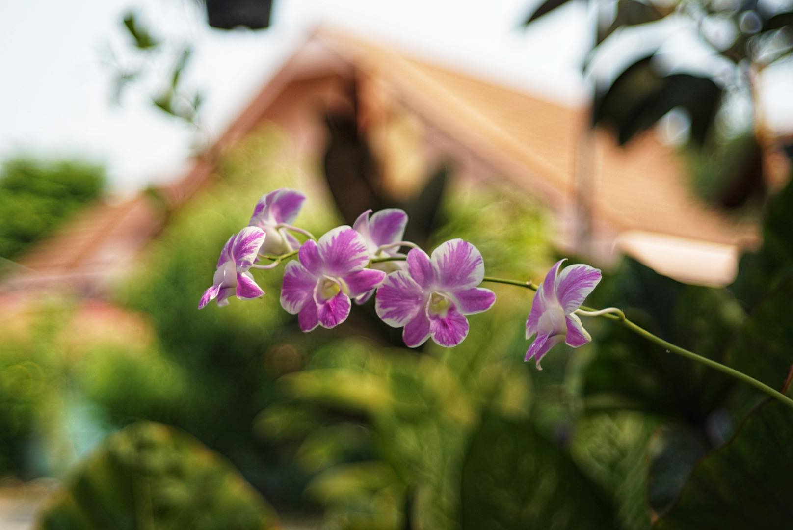 CANON LENS 40MM.F1.9 MODIFIED M39 MOUNT(RF Coupling)