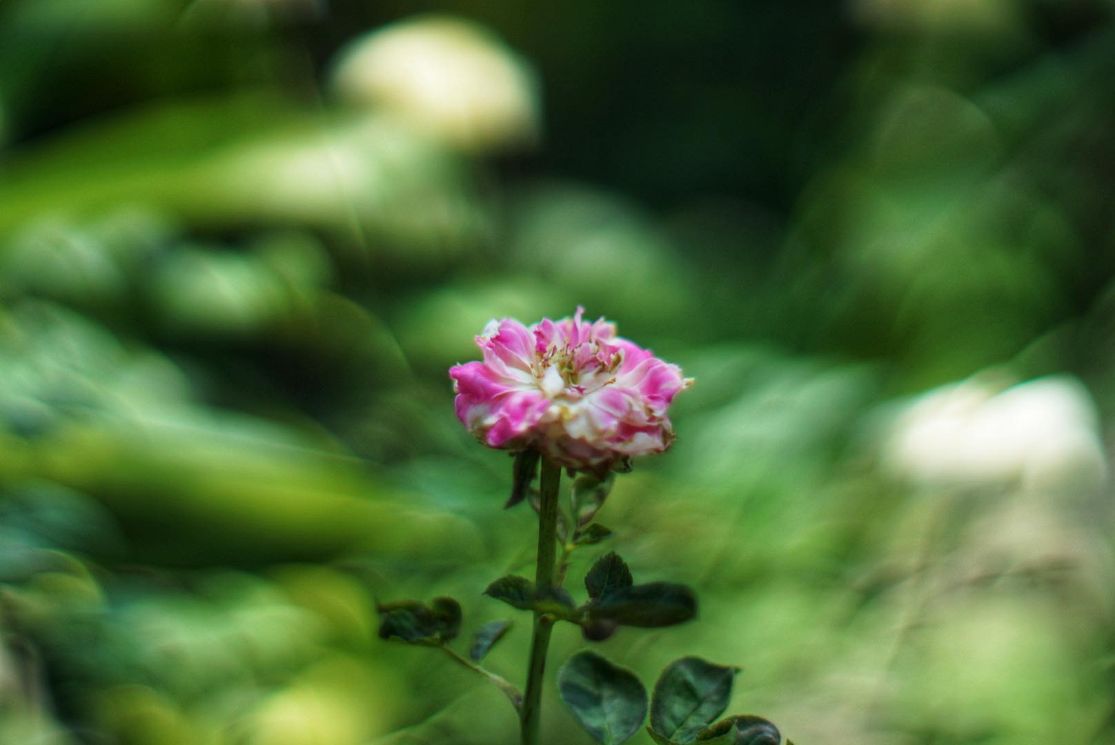 NIKON NIKKOR 55MM.F1.2 NIKON NON AI MOUNT (บากท้ายแล้ว)