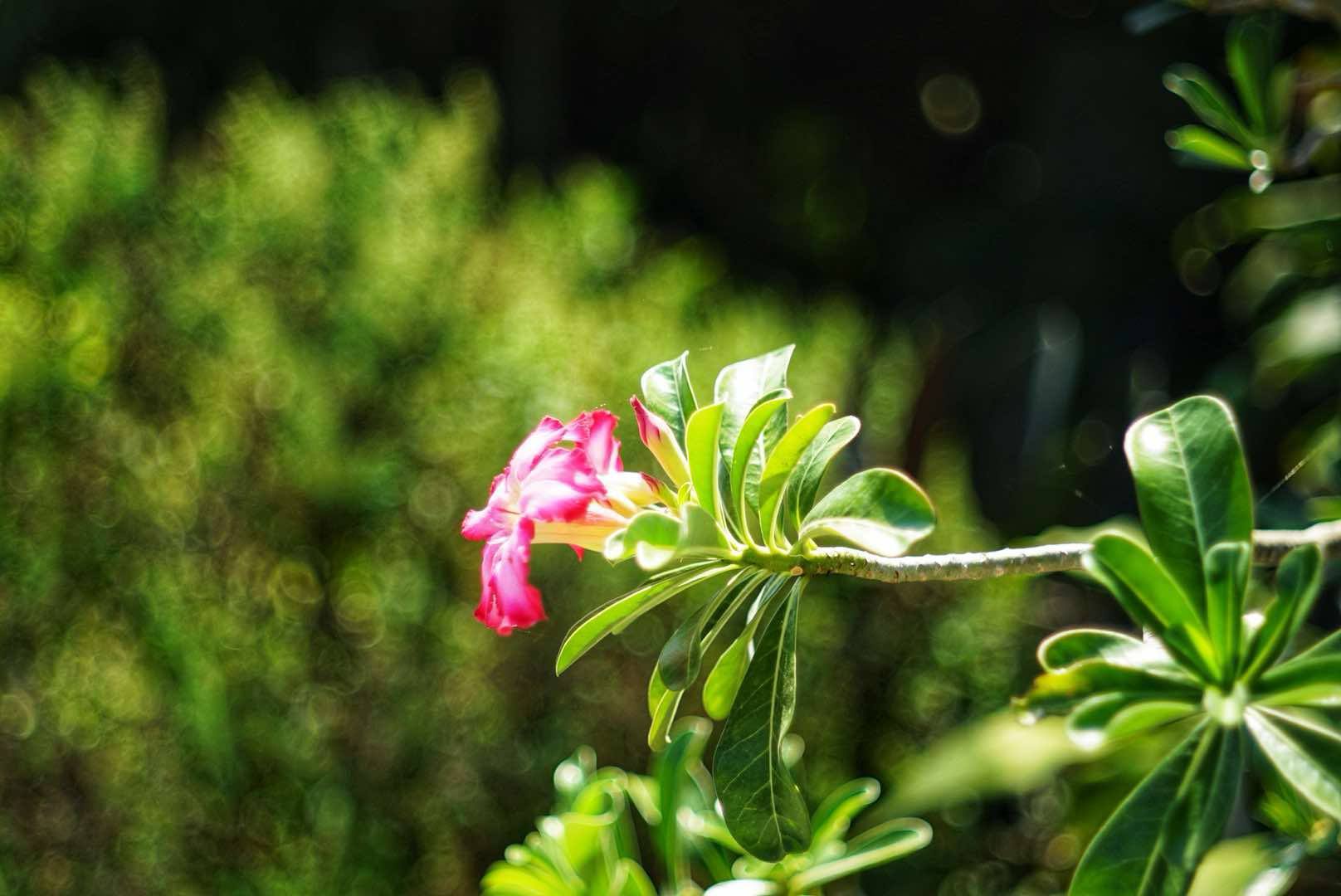KONICA HEXANON 45MM.F1.8 MODIFIED M39 MOUNT