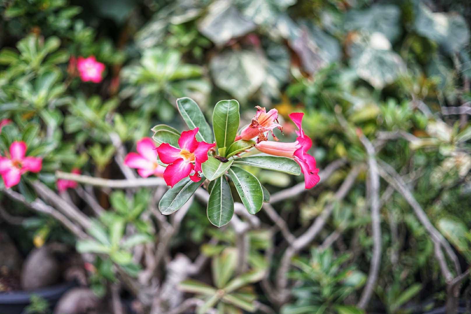 CANON LENS SH 30MM.F1.7 MODIFIED SONY E MOUNT