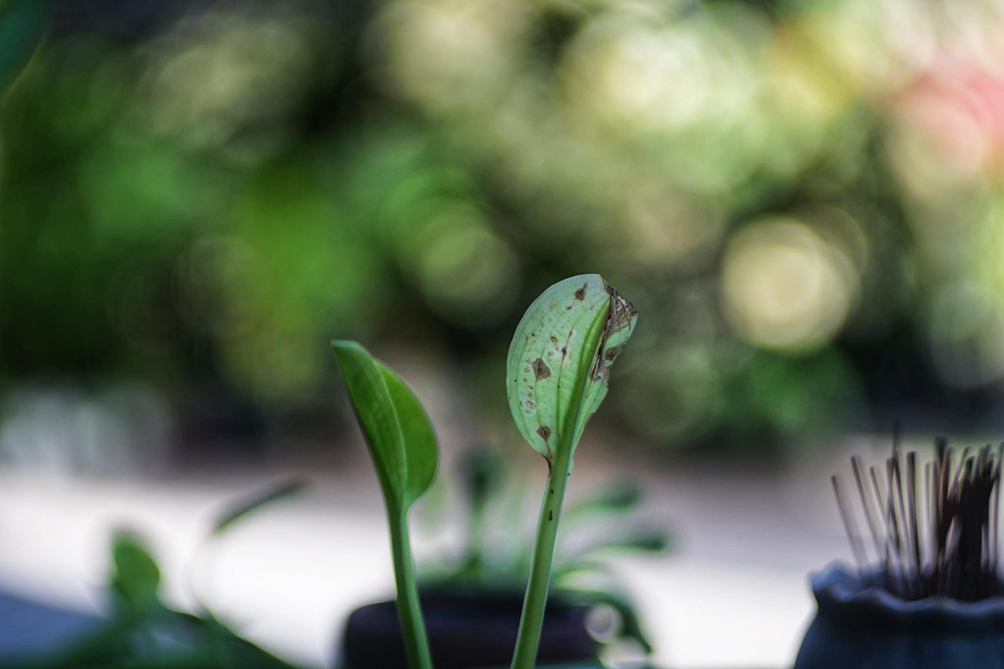 KOWA SUPER PROMINAR 63.5MM.F1.9 MODIFIED SONY E MOUNT