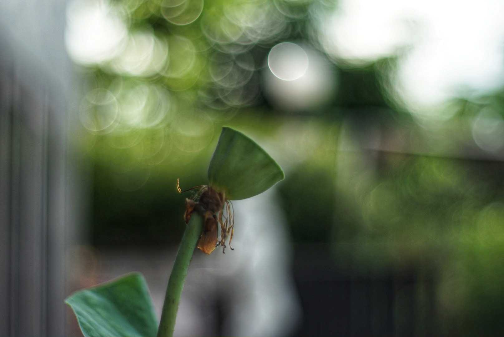 PENTACON AUTO 50MM.F1.8 MULTI COATING M42 MOUNT