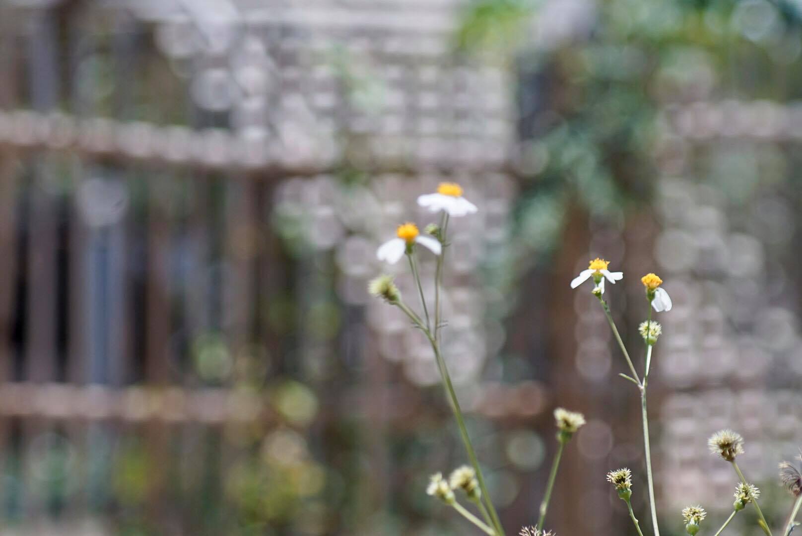 MINOLTA AF ZOOM 75-300MM.F4.5(32)-5.6 MACRO MA MOUNT