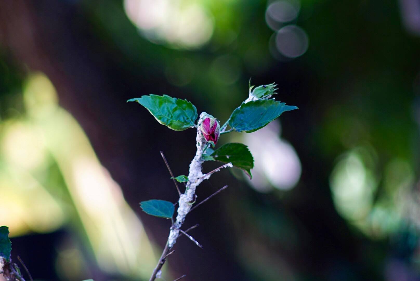 SMC PENTAX-M 200MM.F4 PK MOUNT